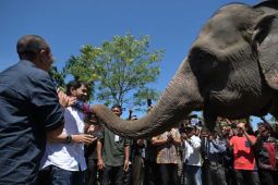 BKSDA: Populasi gajah sumatra di Aceh berkisar 500-600 individu