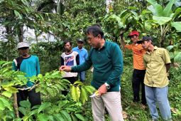 Doktor Mengabdi UB dampingi petani Banyuwangi tingkatkan produksi kopi