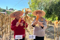 Polres dan Pemkab Buleleng panen jagung lokal perkuat ketahanan pangan