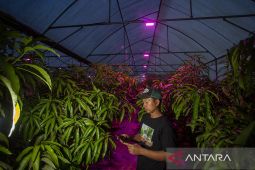 Budi daya mangga dengan teknologi Smart Farming