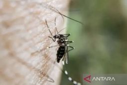 Nyamuk pertama Islandia ditemukan di lembah Kjos