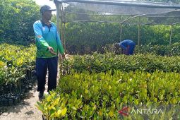 Menggenggam harapan di hutan mangrove Kutawaru Cilacap