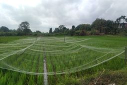 Dinas Pertanian  Kota Jambi lampaui target tanam per Juli 2025