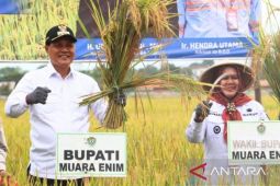 Bupati Muara Enim panen raya padi di lahan seluas 72 hektare