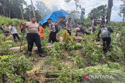 Heboh, Polisi temukan satu hektar ladang ganja di Hutabargot, pemilik lahan ikut ditangkap