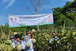 Kelompok petani Desa Kapar optimalkan lahan tidur untuk budidaya melon