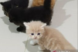 BKHIT Sumsel bantu vaksinasi rabies hewan peliharaan warga Kota Palembang