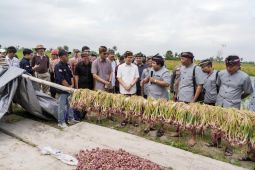 Pemkab Badung kembangkan pertanian bawang merah