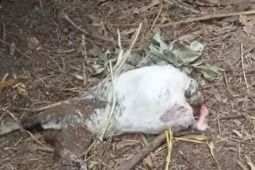 Heboh!! Belasan kambing di Lombok Timur mati misterius