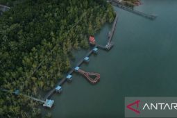 Ketika Setabu melindungi mangrove dengan ponsel dan sinyal seluler