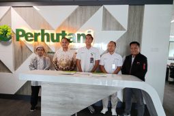 LAZNAS BMH-Perhutani kerja sama budidaya pisang Cavendish
