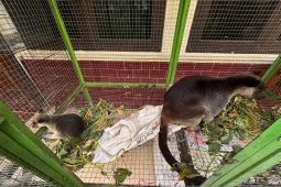 KSKP-BKSDA Manokwari gagalkan penyelundupan kakatua dan kanguru pohon