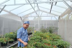 Prof Muhamad Syukur,  pemulia tanaman berbagai varietas cabai