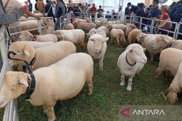 Festival Domba Batur ramaikan pergelaran DCF 2025 di Dieng