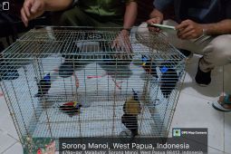 BBKSDA Papua Barat Daya gagalkan penyelundupan 24 satwa endemik di Sorong