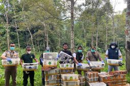 BKSDA lepasliarkan 1.300 burung sitaan di kaki Gunung Rajabasa