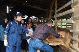 Distankan Rejang Lebong siapkan 2.500 dosis vaksin PMK