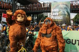 Koeksistensi solusi konflik satwa orangutan dengan manusia