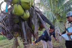 Kaltim telusuri sumber benih kelapa genjah unggul untuk dikembangkan