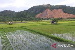 Maksimalkan pertanian, Aceh Besar butuh 603 penyuluh pertanian