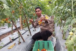 Brigadir Kateran sukses ajak warga manfaatkan lahan tidur, panen ratusan kilogram tomat