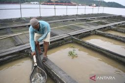 Babel kemarin, Peresmian gedung SPPG hingga klaster budidaya ikan