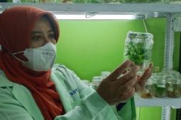 ITS teliti adaptasi tanaman suboptimal untuk ketahanan pangan