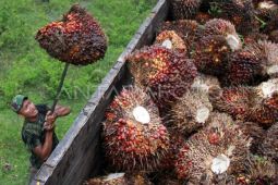 Disbun Kalteng: Harga TBS kelapa sawit tunjukan tren positif
