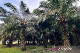Menteri Nusron sebut 84,4 ribu hektare lahan sawit masuk kawasan hutan