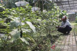 Pekarangan pangan bergizi di desa