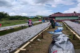 TNI AD di Gorontalo Utara bantu penjemuran ikan teri milik nelayan