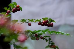 Desa Wisata Tamanmartani menawarkan pengalaman cicipi buah ajaib