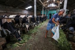 Pemerintah targetkan Indonesia bebas PMK pada 2035