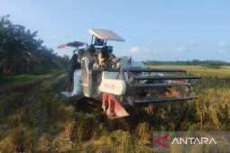 Komisi B DPRD Serdang Bedagai rencanakan sidak kilang padi untuk pertahankan harga gabah