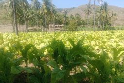 Luas lahan tembakau di Lombok Timur capai 26 ribu hektare