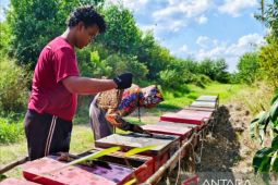 Kelompok Tani binaan PT WKS mampu memproduksi 1,7 ton madu lebah akasia
