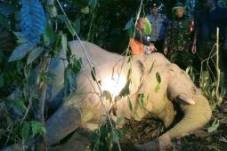 Seekor anak gajah mati di Bener Meriah, diduga konsumsi racun
