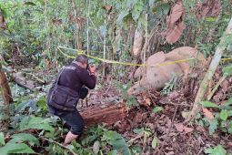 Gajah sumatra ditemukan mati di Aceh Timur
