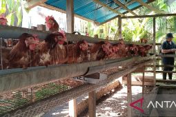 Pemkab Biak ajak peternak asli Papua jadi pemasok menu MBG