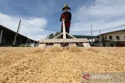 Pemprov Aceh optimis surplus beras tahun ini