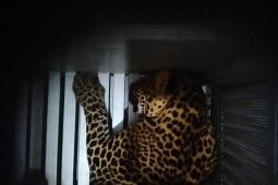 BBKSDA: Macan tutul lepas di Lembang Park and Zoo hasil evakuasi dari Kuningan