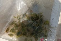 Sedimentasi laut dibalik aktivitas tambang apung timah