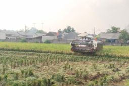 Puncak panen padi di Purwakarta diprediksi pada pekan kedua September