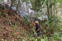 Kebakaran hutan pinus di Agam meluas jadi tujuh hektare