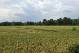 Pemprov Lampung siap terapkan pembangunan ekonomi dari bawah ke atas