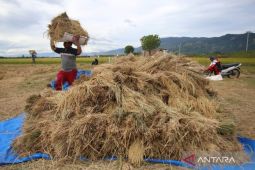 Bulog Aceh siap serap hasil panen gadu