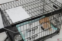 Puskeswan Ragunan rawat kucing Uya Kuya yang terlantar usai penjarahan