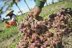Gudang kastorit, ikhtiar menata niaga bawang merah di NTB