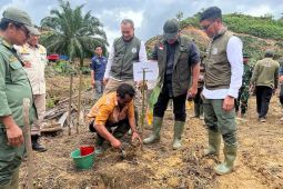 Kemenhut rehabilitasi kawasan TNGL di Aceh, 360 Ha sawit ilegal ditumbangkan