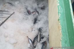 Dinas Perikanan Biak: Koperasi nelayan suplai ikan tuna untuk MBG